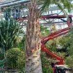 Hinowa, precisione e performance a 12 metri in serra